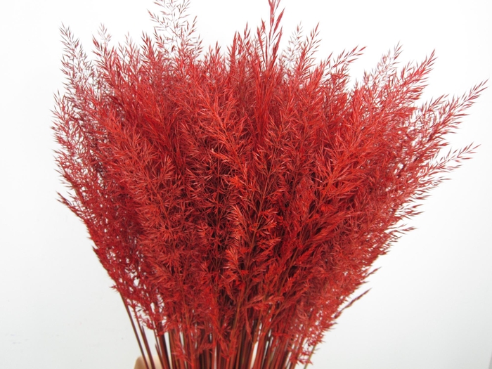 <h4>CALAMAGROSTIS BRACHY ROOD</h4>