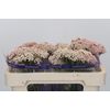 Ozothamnus Cooks Pink