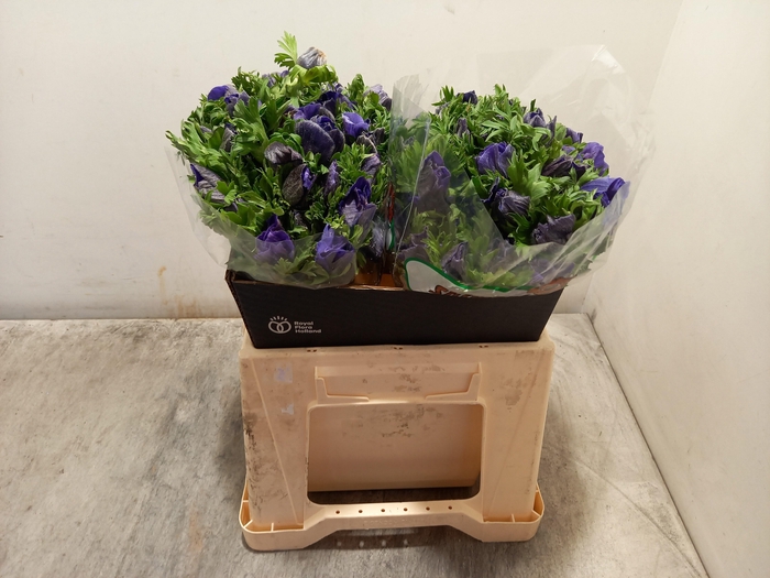 <h4>ANEM CO GALIL BLAUW</h4>