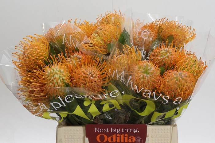 <h4>LEUCO SOLEIL</h4>