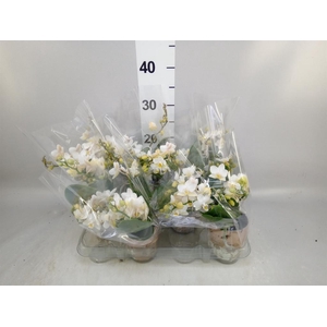 Phalaenopsis multi. 'Ant Nazare'
