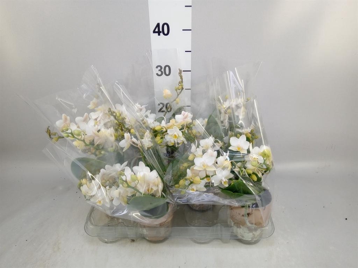 <h4>Phalaenopsis multi. 'Ant Nazare'</h4>