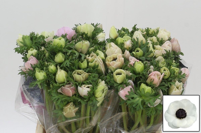 <h4>Anem Co Mis + White</h4>