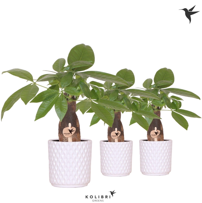 <h4>Kolibri Greens Pachira in Diamond pot white</h4>