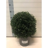 Ilex Cr Luxus Globe