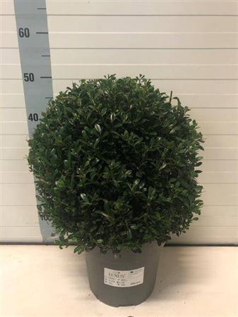 Ilex Cr Luxus Globe