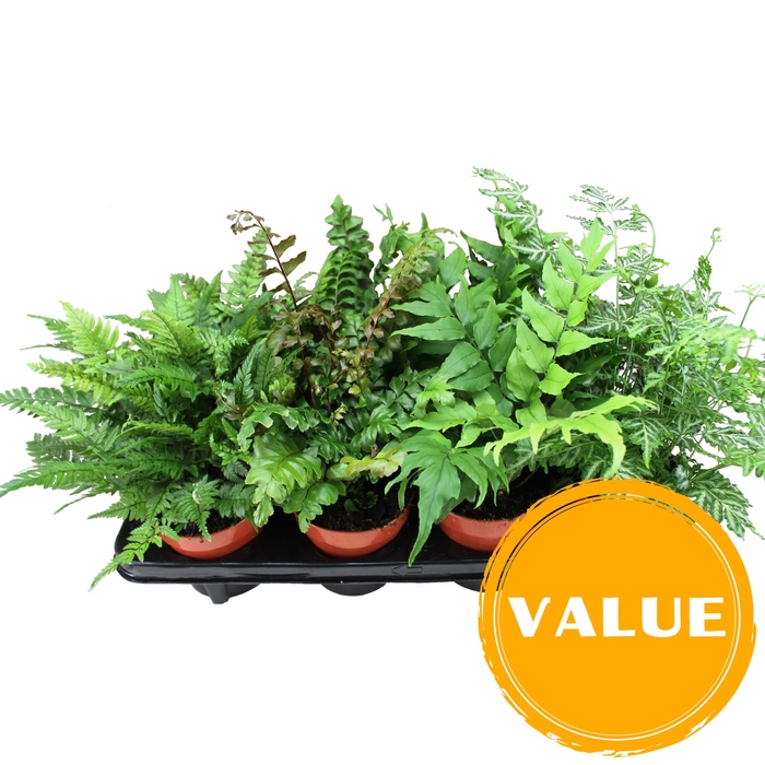 <h4>Fern 12 cm Mix Indoor</h4>