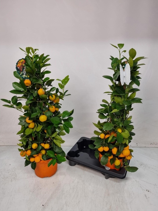 <h4>CITR MICROCARPA</h4>