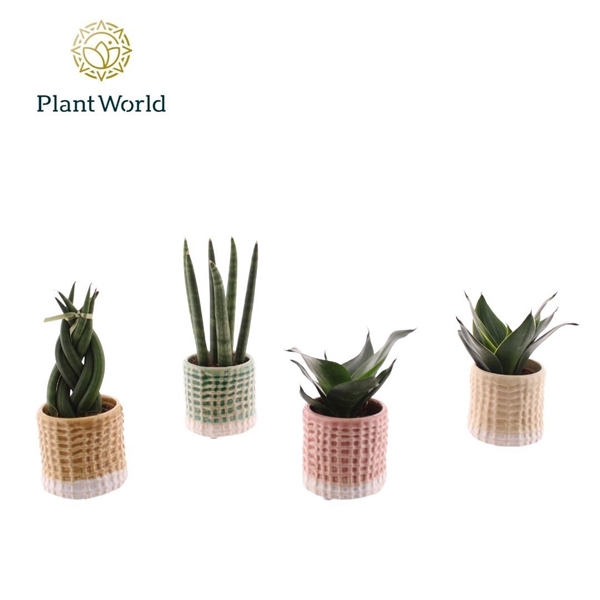 <h4>Sansevieria mix in pot Elsa</h4>
