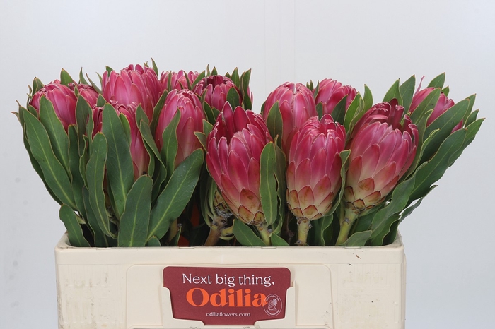 <h4>Protea Brenda</h4>