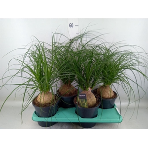 Beaucarnea recurvata