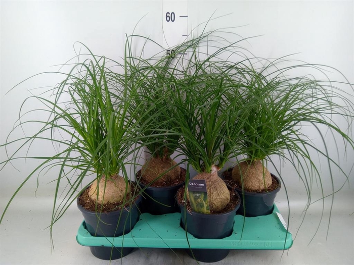 <h4>Beaucarnea recurvata</h4>