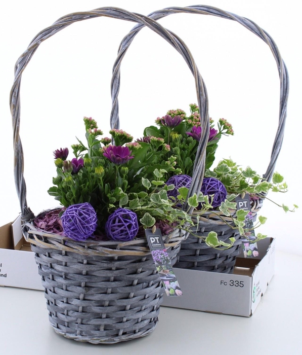 <h4>ARR TUINPLANTEN</h4>