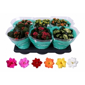 Kalanchoe Rosalina 15cm mix