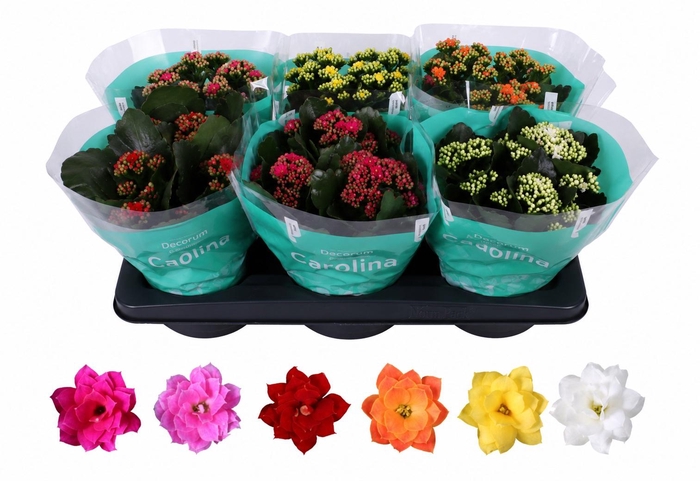 <h4>Kalanchoe Rosalina 15cm mix</h4>