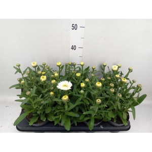 Leucanthemum maximum