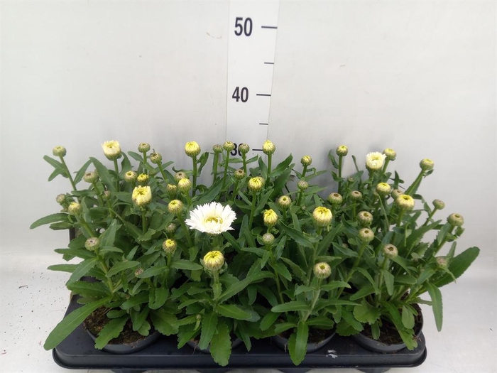 <h4>Leucanthemum maximum</h4>