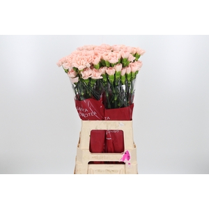 Di St Novia Peach