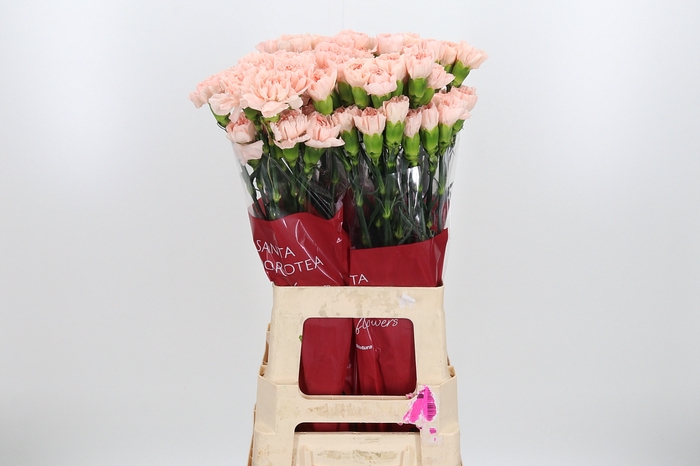 <h4>Di St Novia Peach</h4>