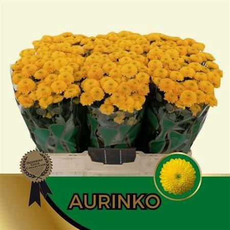 <h4>Chr San Aurinko</h4>