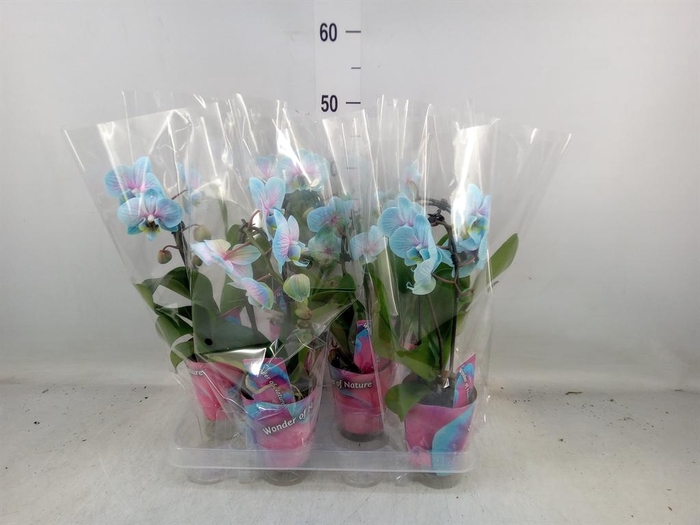 <h4>Phalaenopsis ...</h4>