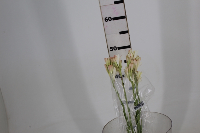 <h4>ANGELICA 060 CM</h4>