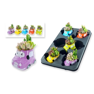 Arr.  Succulents L%