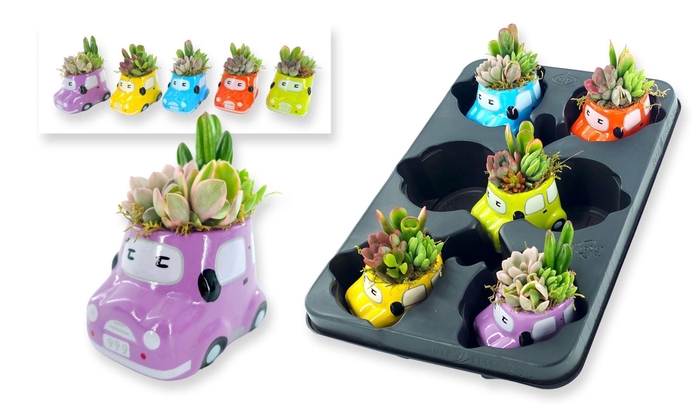 <h4>Arr.  Succulents L%</h4>