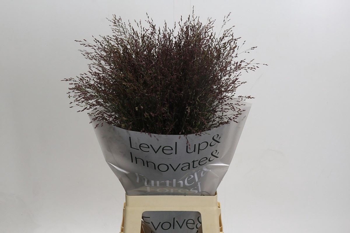 <h4>PANIC VI WARRIOR</h4>