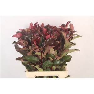 Photinia Purple Peter