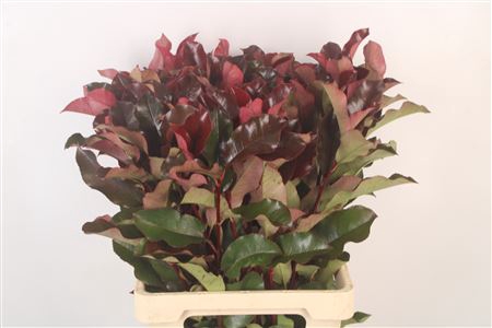 <h4>Photinia Purple Peter</h4>