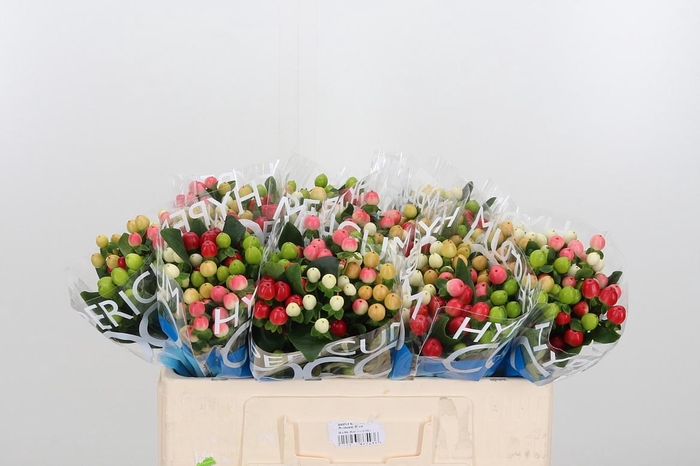 <h4>Hyp Coco Rainbow Gem</h4>