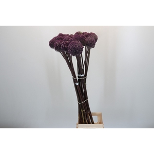 Allium Summer Drummer