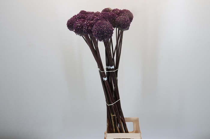 <h4>Allium Summer Drummer</h4>