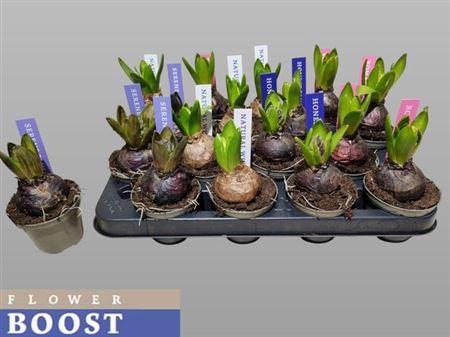 <h4>Hyacin Pear Gem 4 Kl</h4>