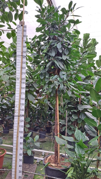 <h4>Ficus cyathistipula</h4>