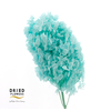 Dried Bleached Hydrangea Tower Tiffany XXL