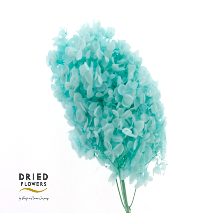 <h4>Dried Bleached Hydrangea Tower Tiffany XXL</h4>