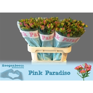 Alstroemeria Pink Paradiso 60 gram