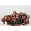 Banksia Coccinea