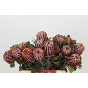 Banksia Coccinea