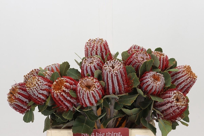 <h4>Banksia Coccinea</h4>