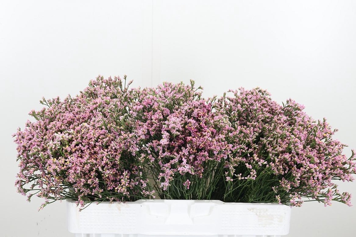 <h4>Lim Sin Blush Dia</h4>