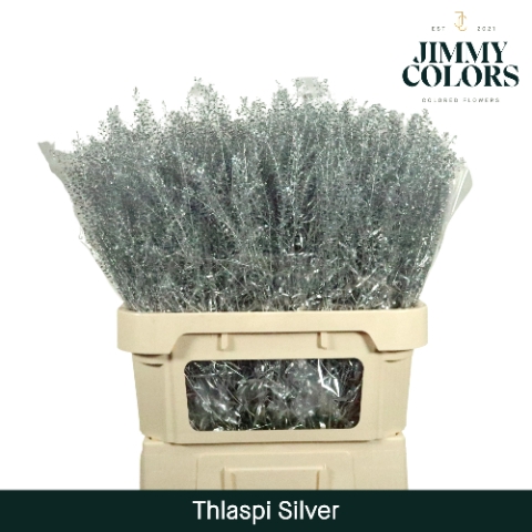 <h4>Thlaspi Gekleurd Mtlc. Zilver</h4>