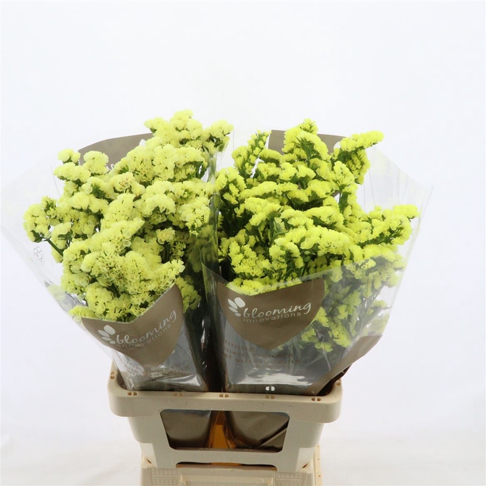 <h4>Statice Canary Sun Birds</h4>