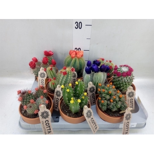 Cactus   ...decorated