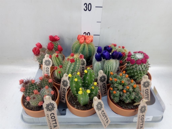 <h4>Cactus   ...decorated</h4>