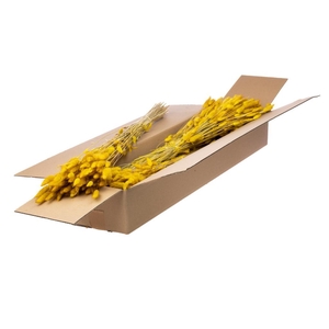 Lagurus Ovatus Sb Yellow