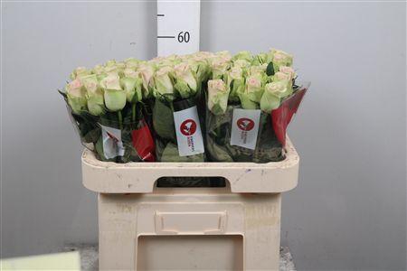 <h4>R Gr Trivia</h4>