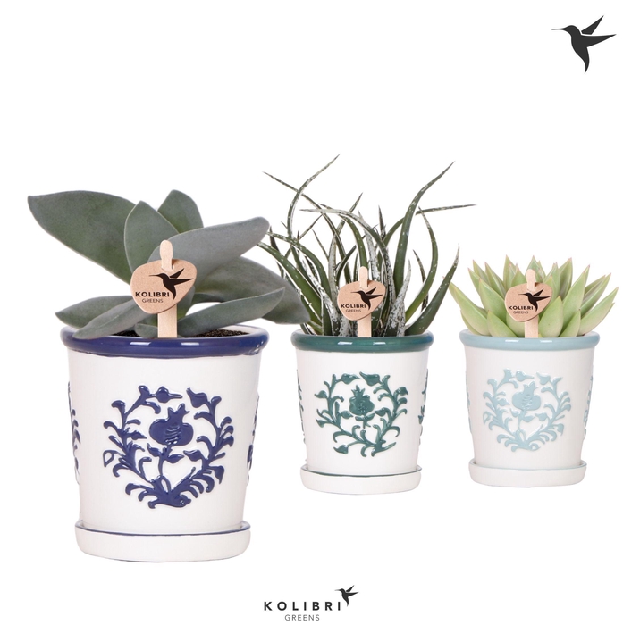 <h4>Kolibri Greens Succulenten mix in Malaga pot blue mix</h4>